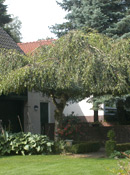 org:/gardening tips/Snoeiadvies/Overzichtspagina/Berk.jpg